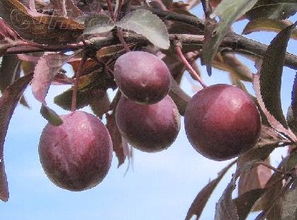 苹果可以催熟紫叶李吗