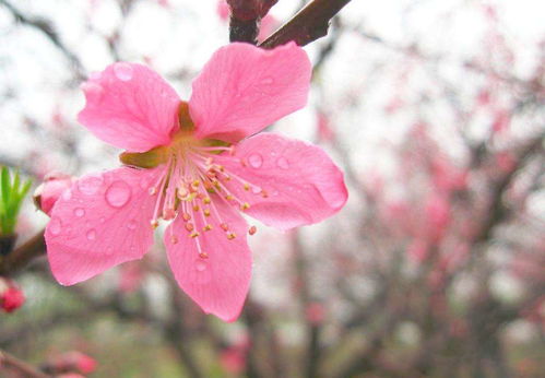 四月不读桃花诗,怎知古田春几许 上 