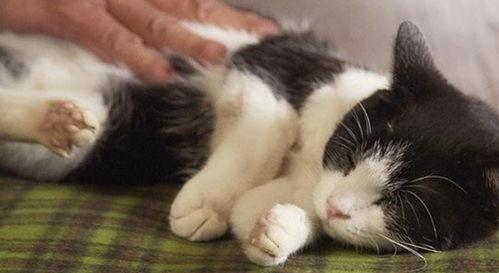 猫咪为什么总是睡在你身旁 原因有4点,非常暖心