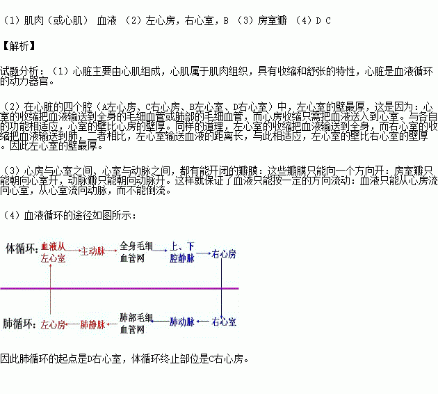 人体心脏结构示意图位置图（人体心脏图 位置图） 第1张