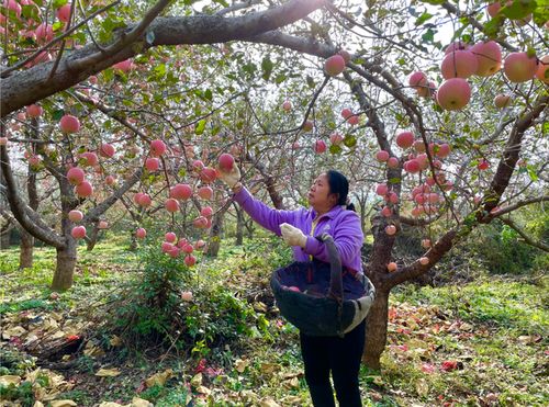 又到苹果成熟季 到平谷峪口镇采摘尝鲜正当时 