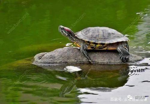 怎么养好巴西龟