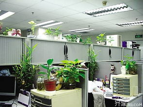 仙人球别摆在显眼位置 办公室植物得这么摆