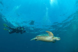 渔民村发现千年海龟图,海龟最多能活多少年 
