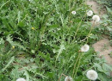 蒲公英的花怎么做干(蒲公英的花怎么做干花视频)