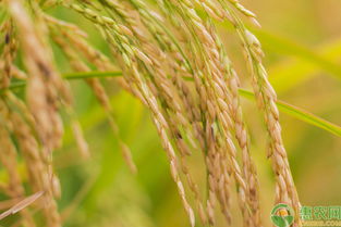 浅谈影响水稻产量和品质的因素及解决方法