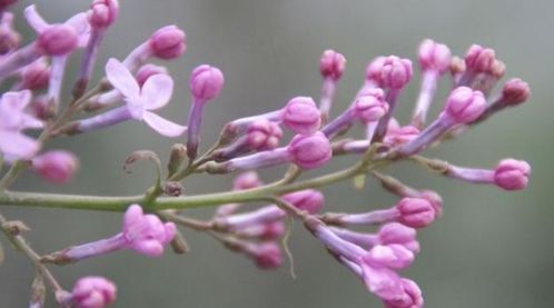 未来11天,栀子花开,姻缘再来,旧爱复合,深情相伴,执子之手 双子 