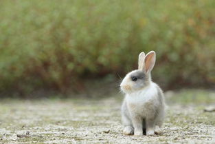 属兔人 最苦命 的出生月份,你身边有属兔人吗 
