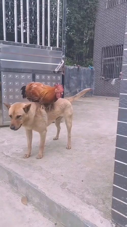 来自鸡和狗的友谊,公鸡趴在狗背上,狗子非常享受 