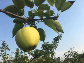 干货 夏季,水果店如何消除讨厌的果蝇 