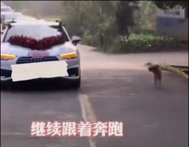 狗狗追着新娘的车跑十几公里,新郎估计都没有这样的毅力
