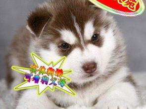 图 签订活体协议哈士奇犬正规狗场 实物拍摄 北京宠物狗 