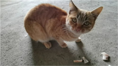 小黄猫闹着要吃的,给点猪皮给它,一会儿就吃完了 