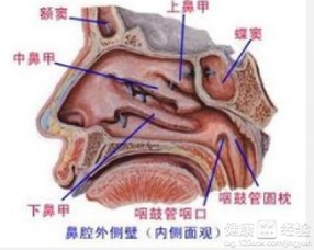 耳鸣会引起鼻炎吗