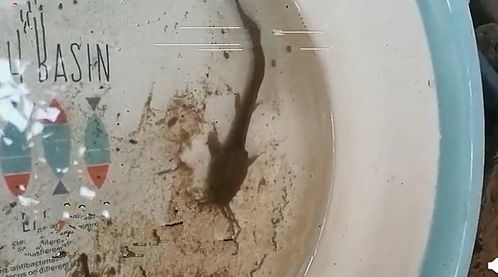 水缸里有只 蝌蚪 ,正好奇它的来历呢,随后却觉得无颜面对了