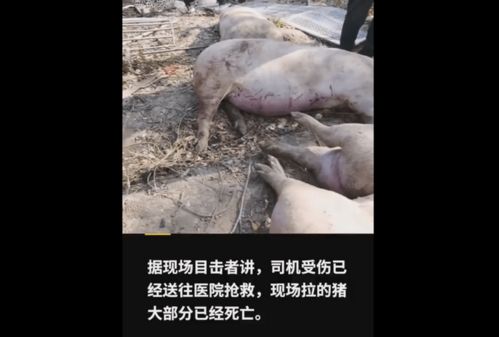 运猪车出车祸后 二师兄 命丧高速,5元一斤就地甩卖处理