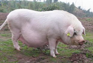 三年之内,将有60 的养猪人被淘汰 散户如何与规模猪场竞争