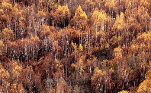 距北京仅100多公里,隐藏着华北最大的天然白桦林,您会惊叹这儿有最美最原始的秋色