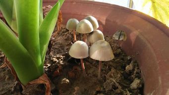 花盆里长出了蘑菇预示着什么,室内发财树花盆长蘑菇预示什么？