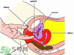 女人的g点在什么位置 女人的g点在哪里找