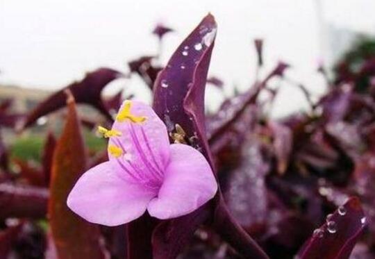 紫鸭趾草怎么水培养殖方法,水培花盆的正确方法？