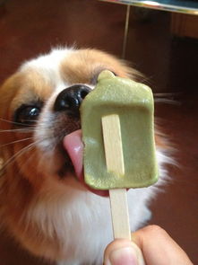 狗狗能吃雪糕冰棍冰淇淋吗,狗吃冷饮要注意什么 