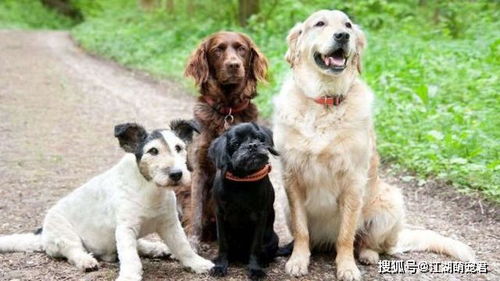 这5种性格的狗狗,寿命会 偏短 ,准不准,一看便知 主人 
