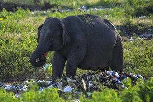 生存环境堪忧 野生大象因饥饿到垃圾堆里觅食 