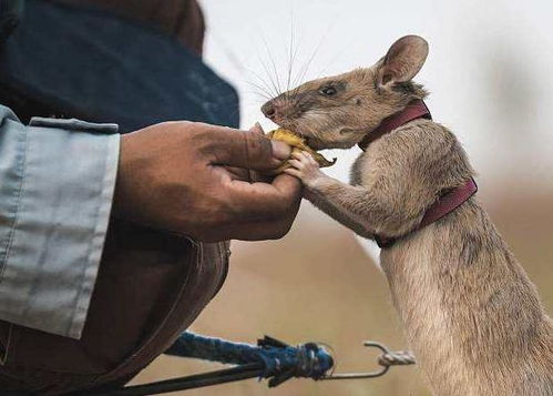 被非洲人称为英雄的老鼠,每年拯救上千条人命,报酬只需一块饼干