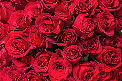 十二朵玫瑰花的花语是什么 