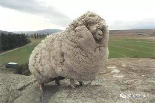 为了不被剃毛,这只羊选择越狱 最后,它成了新西兰的传说 