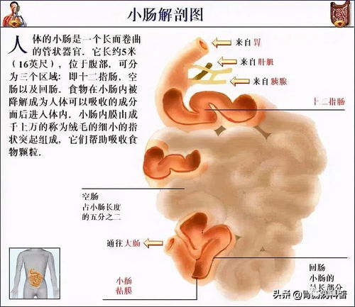 超全的人体解剖全图 建议收藏起来