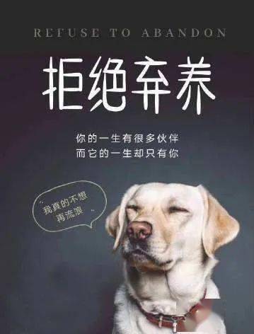 上海首例 遗弃犬只罚款500,吊销 养犬登记证