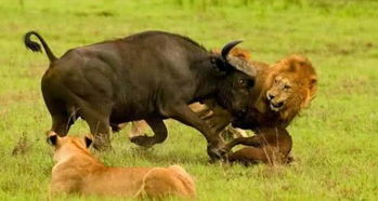 一群水牛吓走狮子,一只非洲水牛被咬,厉害