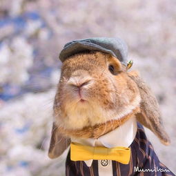 快来捕捉一只世界上最萌的兔子 