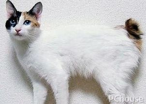 日本短尾猫多少钱一只