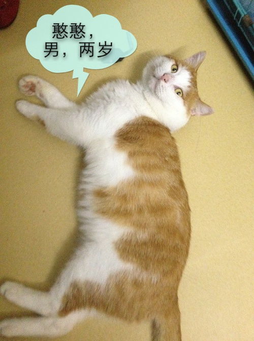 深圳 十二只萌猫 免费求领养 