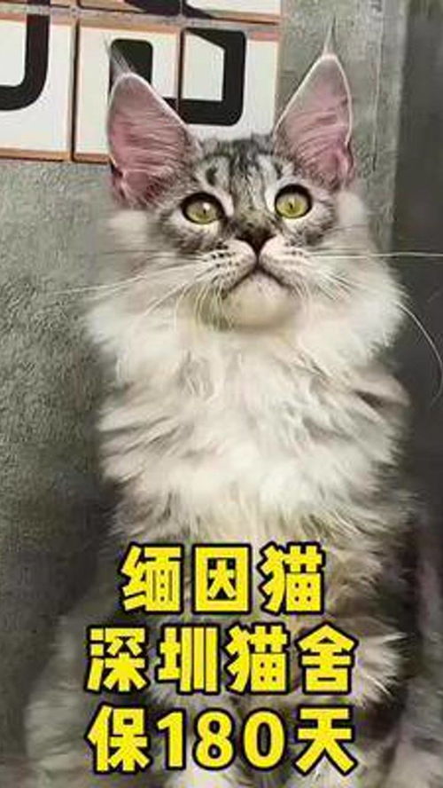 缅因猫 小猫咪 深圳宠物店 缅因猫 