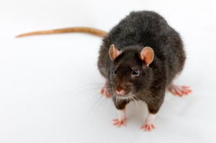 老鼠有什么危害 如何快速有效灭老鼠