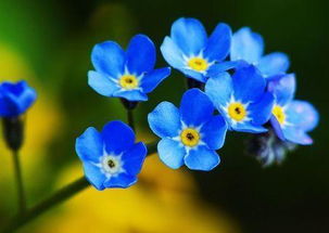 蓝色系列的花有哪些 