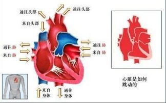 心脏跳动的幅度很大 是怎么回事